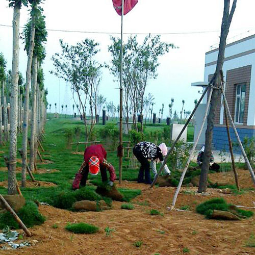 牡丹江草坪种植基地