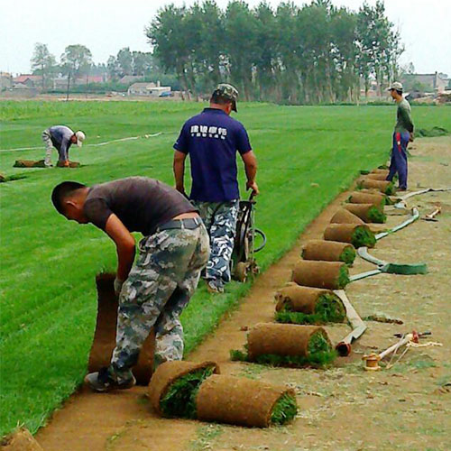 银川草坪苗木种植