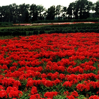 中山花卉哪家好