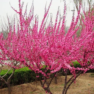 连云港常绿花灌木