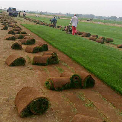 青岛草坪基地在哪