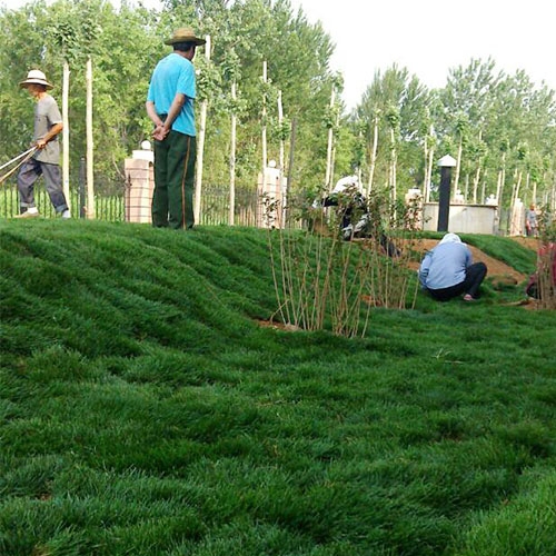 五家渠草坪种植哪家好