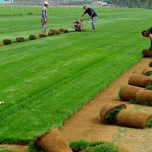 宁波草坪种植厂家