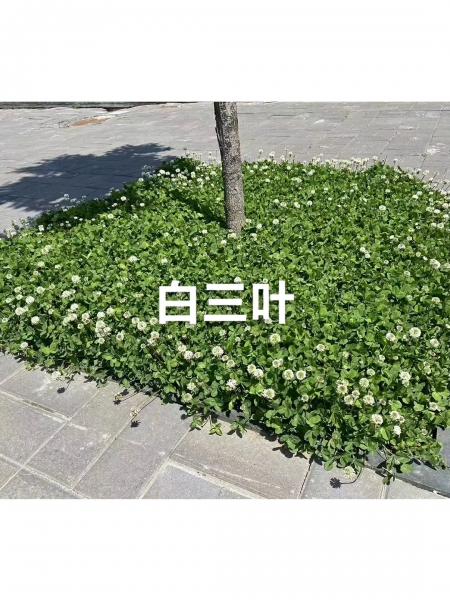 朔州花卉