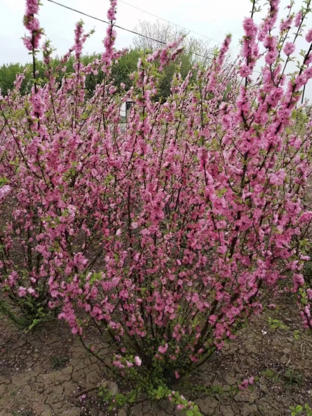 沈阳花灌木