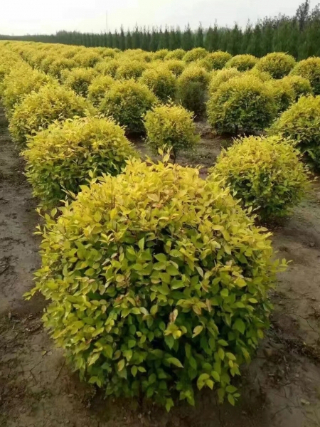 新余花灌木