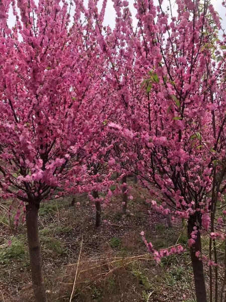 铜川花灌木