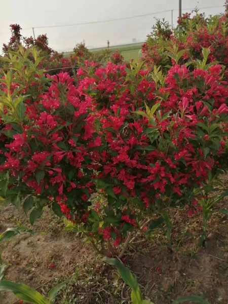 沈阳花灌木