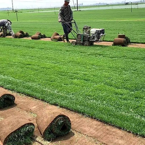 莆田阜新草坪多少钱