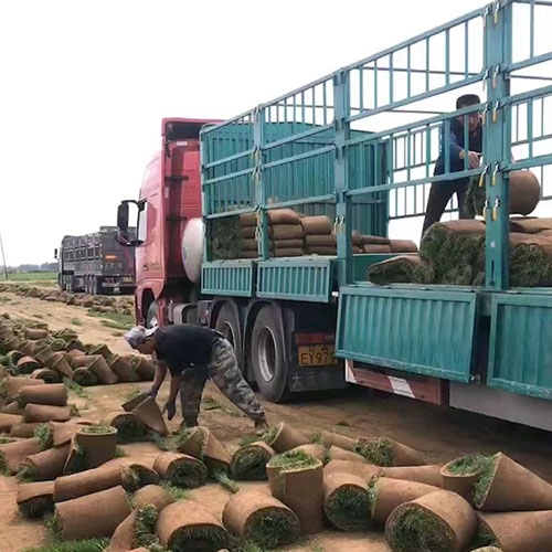 海南阜新草坪哪家好