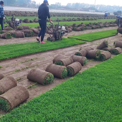 绵阳阜新草坪费用