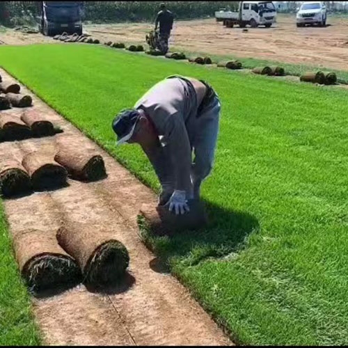 宝鸡盘锦草坪公司