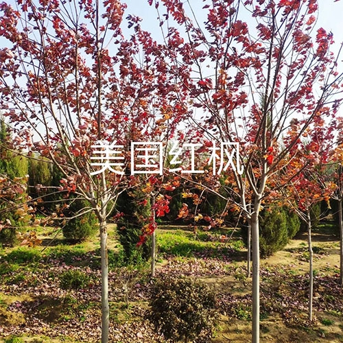 四川美国红枫