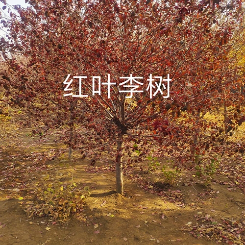红叶李树