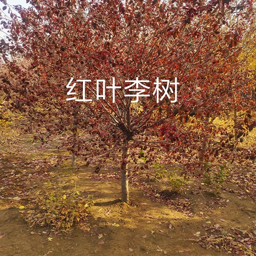 伊犁红叶李树