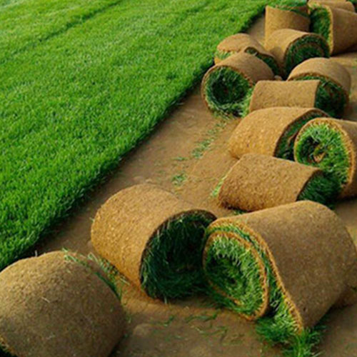 草坪种植方案