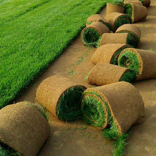 绿化草坪种植